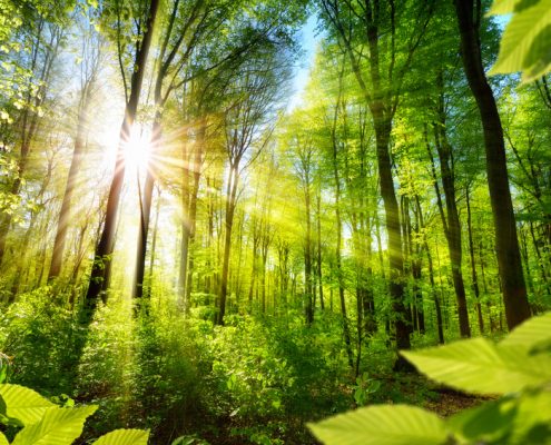 Wald | Foto: Smileus/Fotolia.com