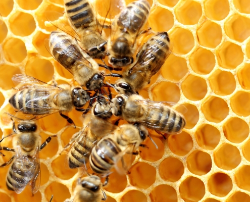 Bienenstock | Foto: rupbilder/Adobestock.com